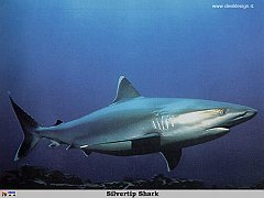 GCSR035-Silvertip_Shark copia